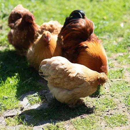 Lägenhet Haus Reichl Berndorf bei Salzburg