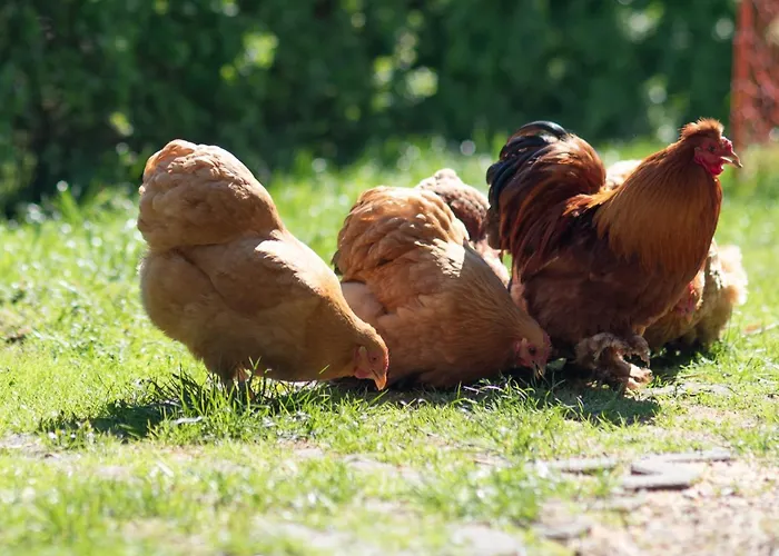 Apartmán Haus Reichl